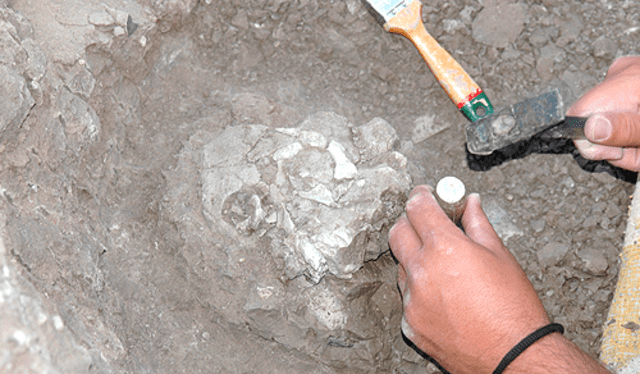  El cráneo fósil de Anadoluvius turkae en su yacimiento in situ. Foto: Ayla Sevim-Erol   