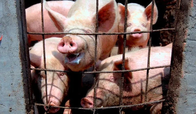  Peligro. Cerdos bolivianos pueden traer enfermedades.    