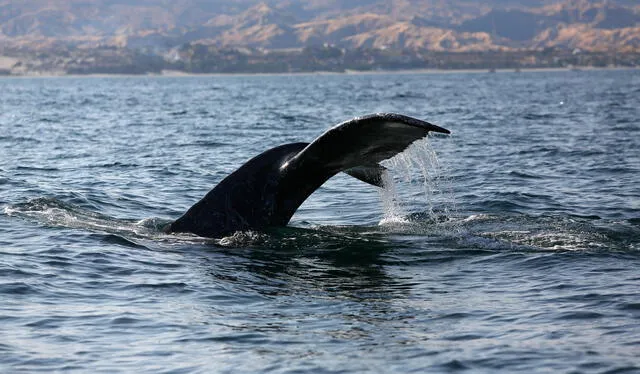  Encuentro excepcional. Más de 30 especies de cetáceos se han observado en el norte del país, pero el visitante más recurrente es la ballena jorobada, que llega desde la Antártida para reproducirse. Foto: Antonio Melgarejo/La República   