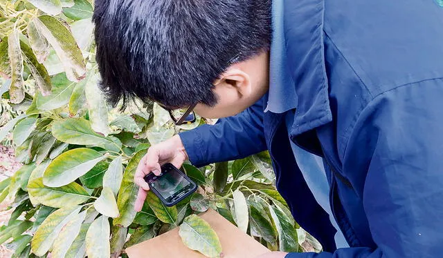  Prevención en cultivos. Estudiantes de la UNI analizan hojas de la planta de palta Hass. Foto: difusión   