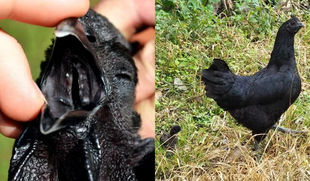  Los pollos Ayami Cemani tienen sus órganos internos del mismo color negro que su plumaje. Foto: composición LR/ Revista Veterinaria Argentina/My Pet Chicken   