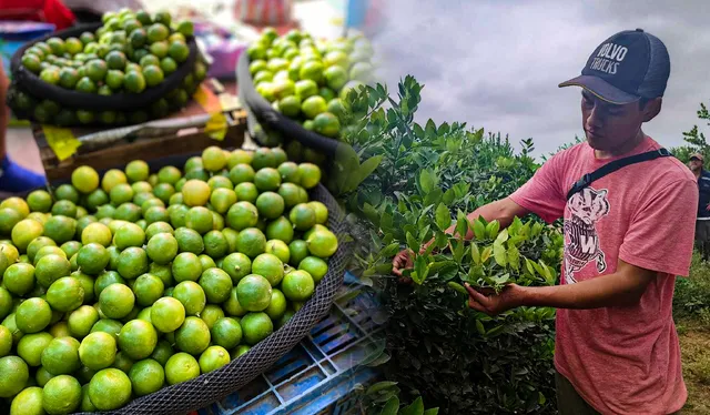  Los agricultores piden ayuda al Ejecutivo ante el problema de la baja producción de limón. Foto: composición LR Jazmín Ceras - Video y fotos: Maribel Mendo/LR   