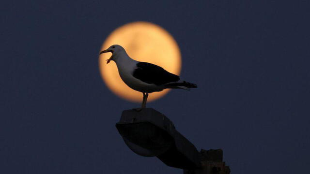 Gaviota sobre poste de luz durante superluna en Ciudad del Cabo, Sudáfrica. Foto: Reuters   