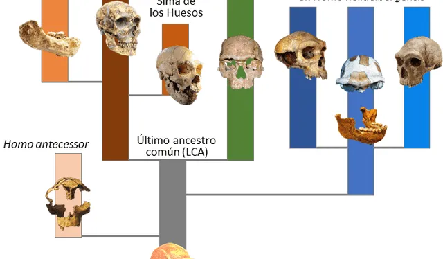  Genealogía Homo. Foto: Nutcracker Man   