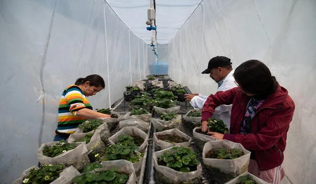  Los trabajadores revisan las plantas de papa para protegerlas de insectos amenazantes en uno de los invernaderos de PROINPA. Foto: AFP<br>   