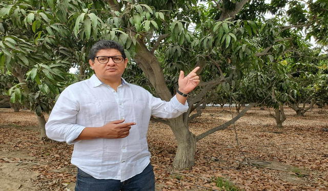  Presidente de la Camco asegura que no habrá exportación de mango. Foto: Almendra Ruesta LR  
