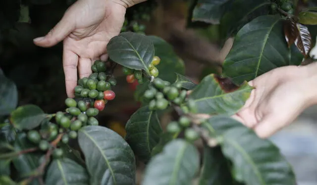 Semillas de café del árbol que plantó una ama de casa en su jardín. Foto: Antonio Melgarejo /La República   