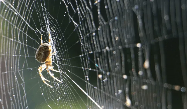  En el experimento, los científicos insertaron genes de arañas en huevo de gusanos de seda. Foto: Inchemistry   