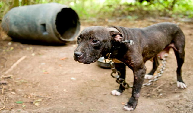 El sparring canino es una práctica que está penada con cárcel en el Perú. Foto: mundoperros   