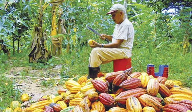  Son diferentes las variedades de cacao en Perú. Foto: Midagri    