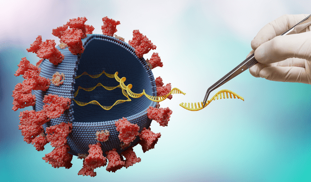 Este tipo de vacunas administran material genético del virus para que nuestro cuerpo produzca los anticuerpos necesarios. Foto: Adobe Stock   