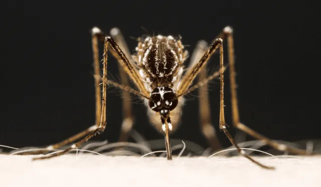 El mosquito Aedes aegypti, vector del virus del dengue. Foto: Alex Wild   