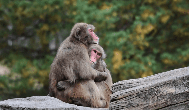  Más de 50 especies de primates tienen conductas homosexuales. En la foto, se muestra una pareja de monos rhesus. Foto: ecoavant.com   