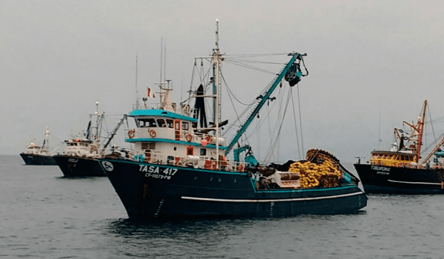 La autorización de la pesca de anchoveta genera trabajo para más de 500.000 familias a nivel nacional. Foto: Andina   