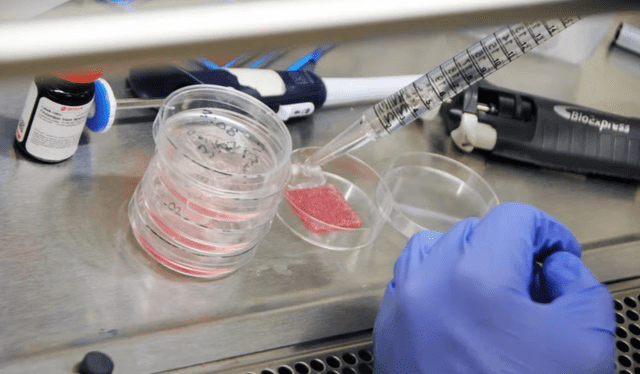  Investigadores trabajando con piel bioimpresa. Foto: Instituto Wake Forest de Medicina Regenerativa<br>    