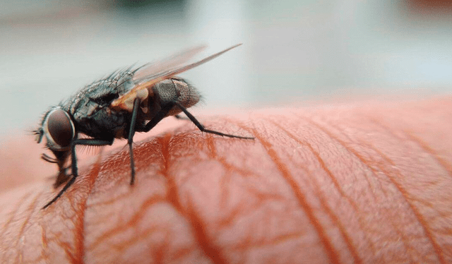 Conoce el significado de soñar con las moscas de tu casa. Foto: AFP   