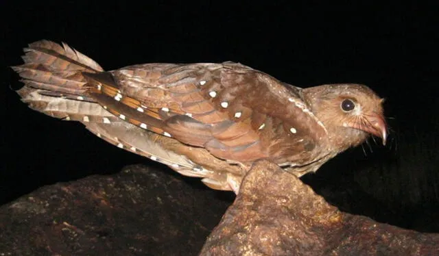  El guácharo, el ave que habita la Cueva de las Lechuzas. Foto: Andina   