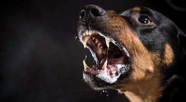 Rabia canina aumenta en la región de Arequipa. Foto: difusión 