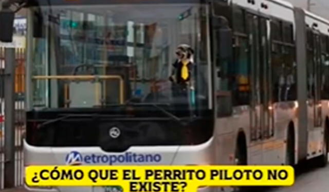  El perrito 'manejando' el bus del Metropolitano. Foto: captura de TikTok    