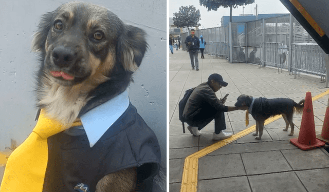  El perrito es querido por los choferes y usuarios del Metropolitano. Foto: composición LR/captura de TikTok   