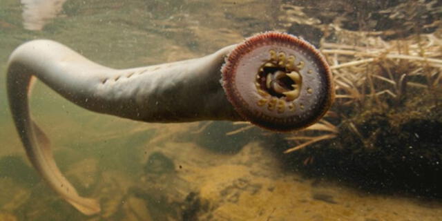  La lamprea del Pacífico tiene facilidad para adherirse a otro pez y chuparle la sangre. : USFWS / Dave Herasimtschuk   