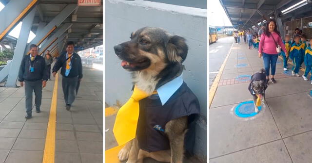 La curiosa vestimenta del perrito llama la atención de los pasajeros. Foto: composición Lol/captura de TikTok    