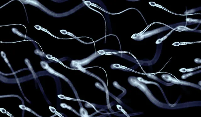  Los espermatozoides poseen flagelos que les permiten desplazarse. Foto: difusión   