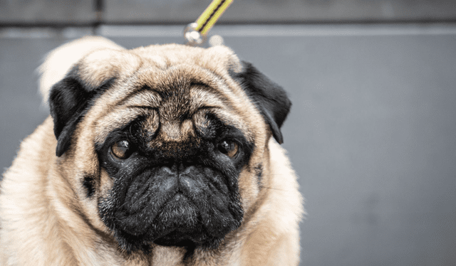 El término 'Firulais' significó en su origen 'free of lice'. Foto: Andina   