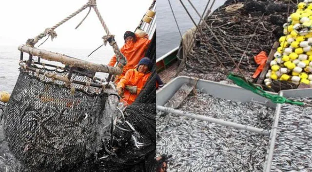Pescadores de la Ley N.° 26920 piden que Imarpe brinde resultados de los nuevos estudios sobre las tallas de la anchoveta.   