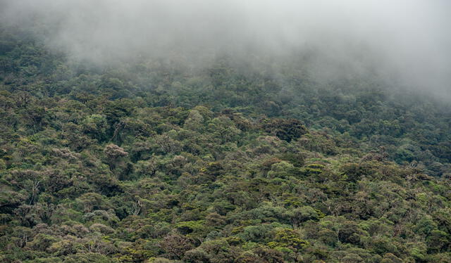  Los bosques montanos cumplen una valiosa labor contra el calentamiento global porque almacena el carbono. Foto: NCI   