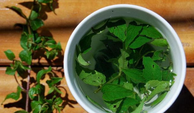  La muña se encuentra en varias regiones como Áncash, Apurímac, Ayacucho, Cajamarca, Cusco, entre otras. Foto: composición LR/    