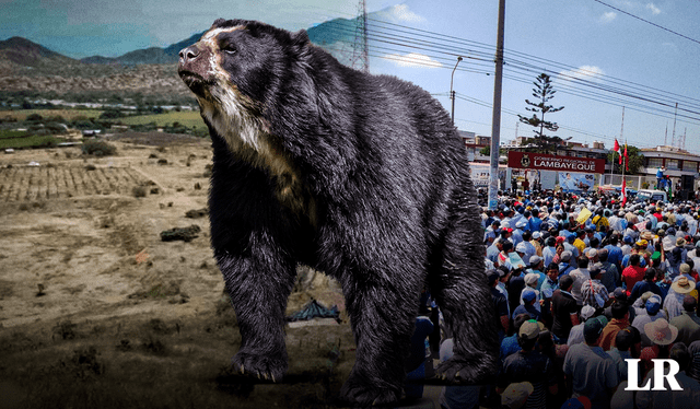  Edivar Carrasco manifestó que el proyecto afectaría a la flora y fauna de la reserva de Chaparrí, tal es el caso del oso de anteojos. Foto: composición LR / Álvaro Lozano    