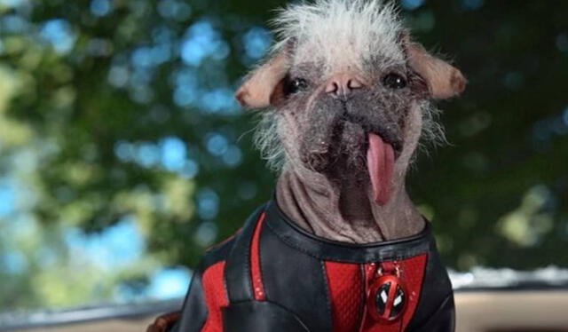 Dogpool también tendría una aparición en la nueva película de ‘Deadpool’, según Ryan Reynolds. Foto: Instagram Ryan Reynolds   