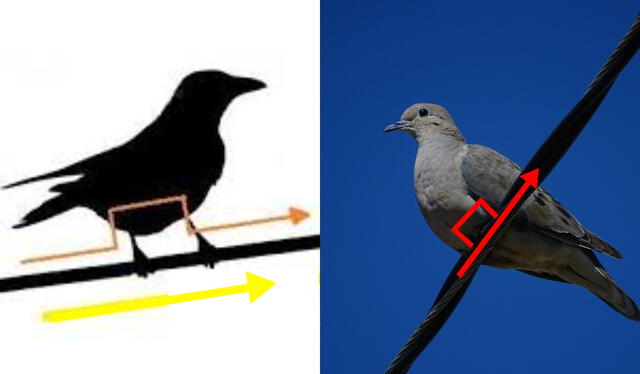  Así va la corriente eléctrica a través del cuerpo de un pájaro. Foto: composición LR/La vida cotidiana   