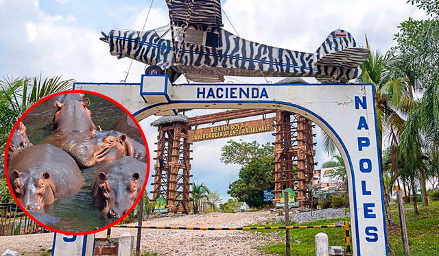 Hacienda Nápoles | hipopótamos de la coca | zoológico de Pablo Escobar | finca Nápoles | Magdalena Medio | plaga de hipopótamos | Colombia 