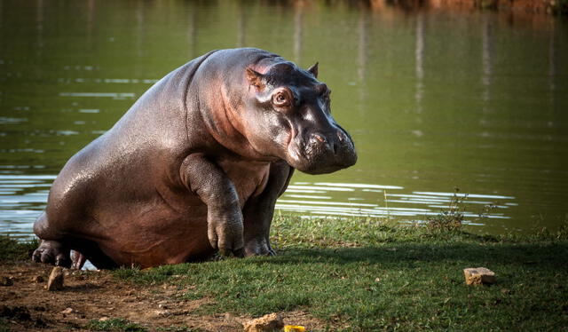 Gobierno de Colombia evalúa trasladar 60 hipopótamos a India. Foto: difusión    