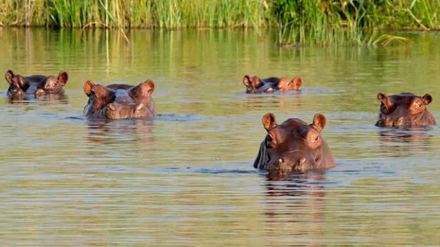 hipopótamos de la coca | zoológico de Pablo Escobar | finca Nápoles | Magdalena Medio | plaga de hipopótamos | Colombia | Hacienda Nápoles