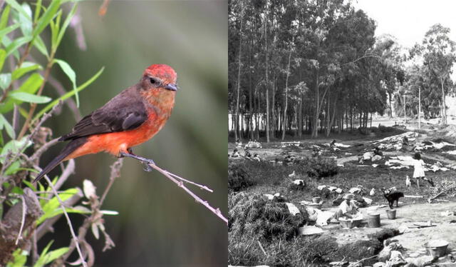 El Bosque de Caja de Agua tiene en la actualidad diversidad en flora y fauna. Foto: composición LR/Julio Abanto   