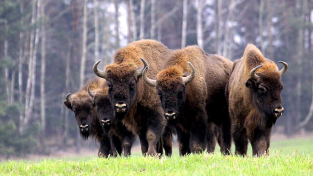 Quienes visiten el Parque Nacional de Białowieża, en Polonia, pueden ver a uno de los mamífero terrestre más grande del continente: el bisonte europeo.   