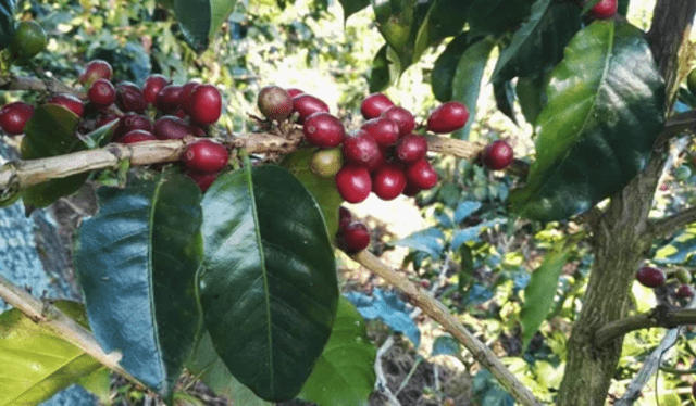  La variedad de café Costa Rica 95. Foto: World Coffee 