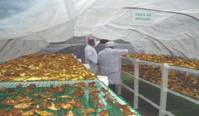  El panetón de hongos comestibles se procesa en Chiclayo. Foto: cortesía    