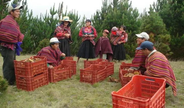  La comunidad de Marayhuaca abastece del hongo comestible para la fabricación del panetón. Foto: Andina    