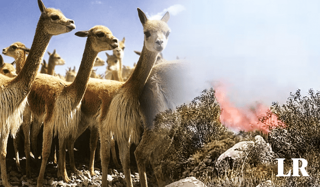  Las vicuñas, huanacos y vizcachas een riesgo a causa del incendio. Foto: composición LR Fabrizio Oviedo/ Municipalidad Provincial de Caravelí    