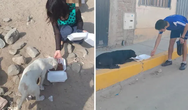 Escolares buscan a los animales que son abandonados en las calles. Foto: cortesía   