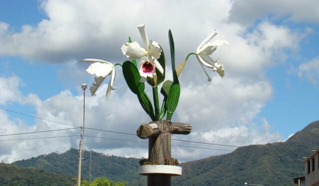  Especies de orquídeas son comercializadas en Perú y en el extranjero. Foto: Moyobamba, Ciudad de las Orquídeas   