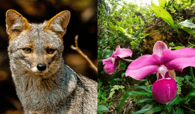  Flora y fauna del Perú. Foto: composición LR    