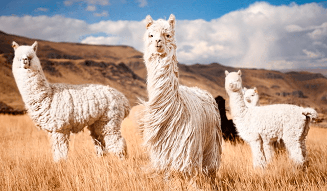  Auquénidos de la fauna peruana. Foto: Alpaca del Perú   