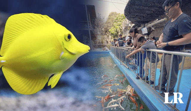  En el acuario el pez payaso captura la atención de los visitantes. Foto: composición LR   