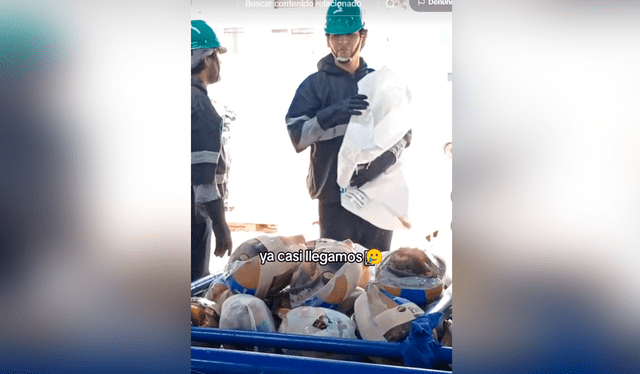  Las imágenes sacaron más de una sonrisa en redes sociales. Foto: composición LR/TikTok/@chris_and_kay   