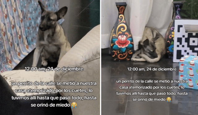 Perrito asustado por los cohetes de Navidad. Foto: captura de TikTok    